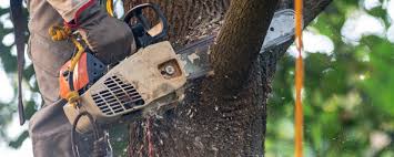 St Augustine South, FL  Tree Services Company