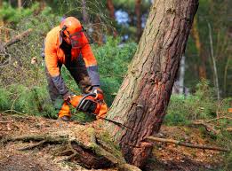 Best Tree Disease Treatment  in St Augustine South, FL