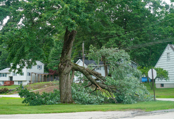 Best Storm Damage Tree Cleanup  in St Augustine South, FL