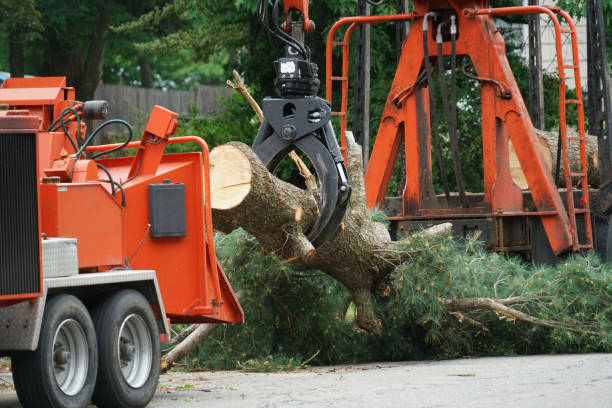 Why Choose Our Tree Removal Services in St Augustine South, FL?