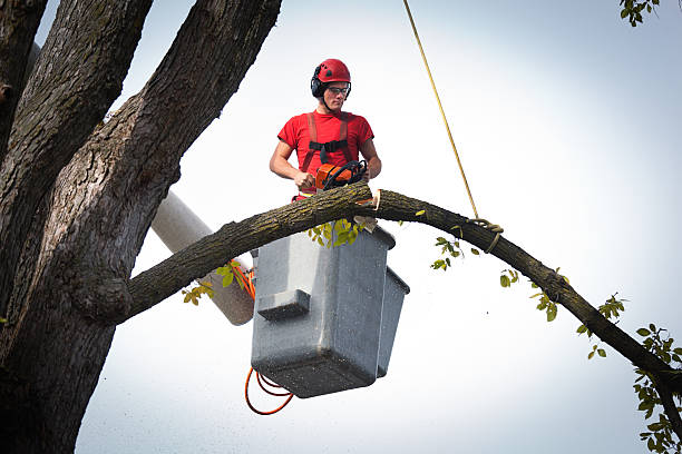 Best Fruit Tree Pruning  in St Augustine South, FL