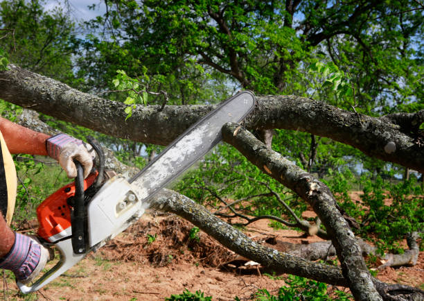 Best Tree Trimming and Pruning  in St Augustine South, FL